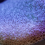 Evolutionary fitness 1